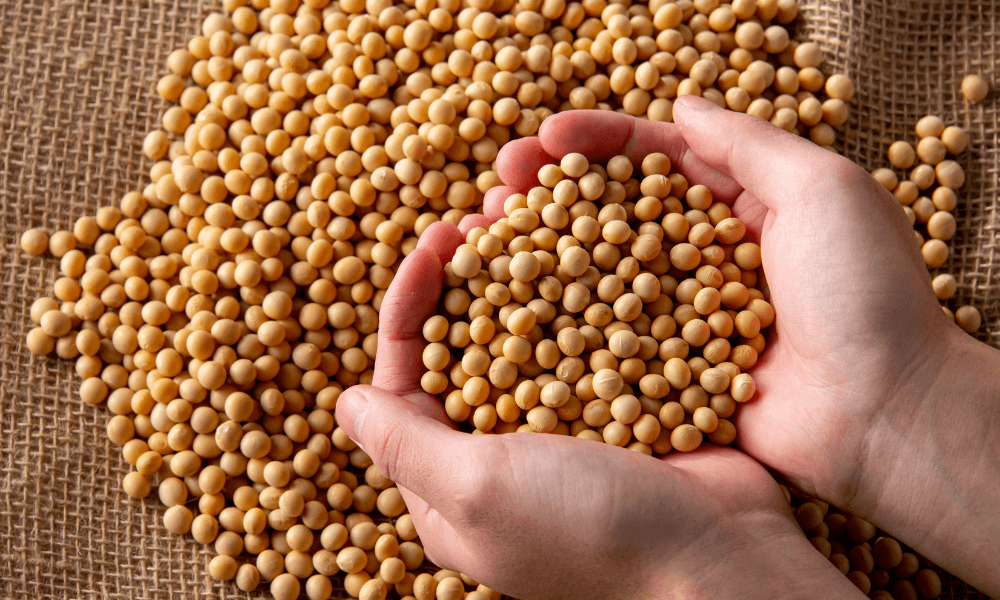 Soja/USDA: Exportadores relatam vendas de 613,4 mil toneladas, sendo 330 mil t para a China